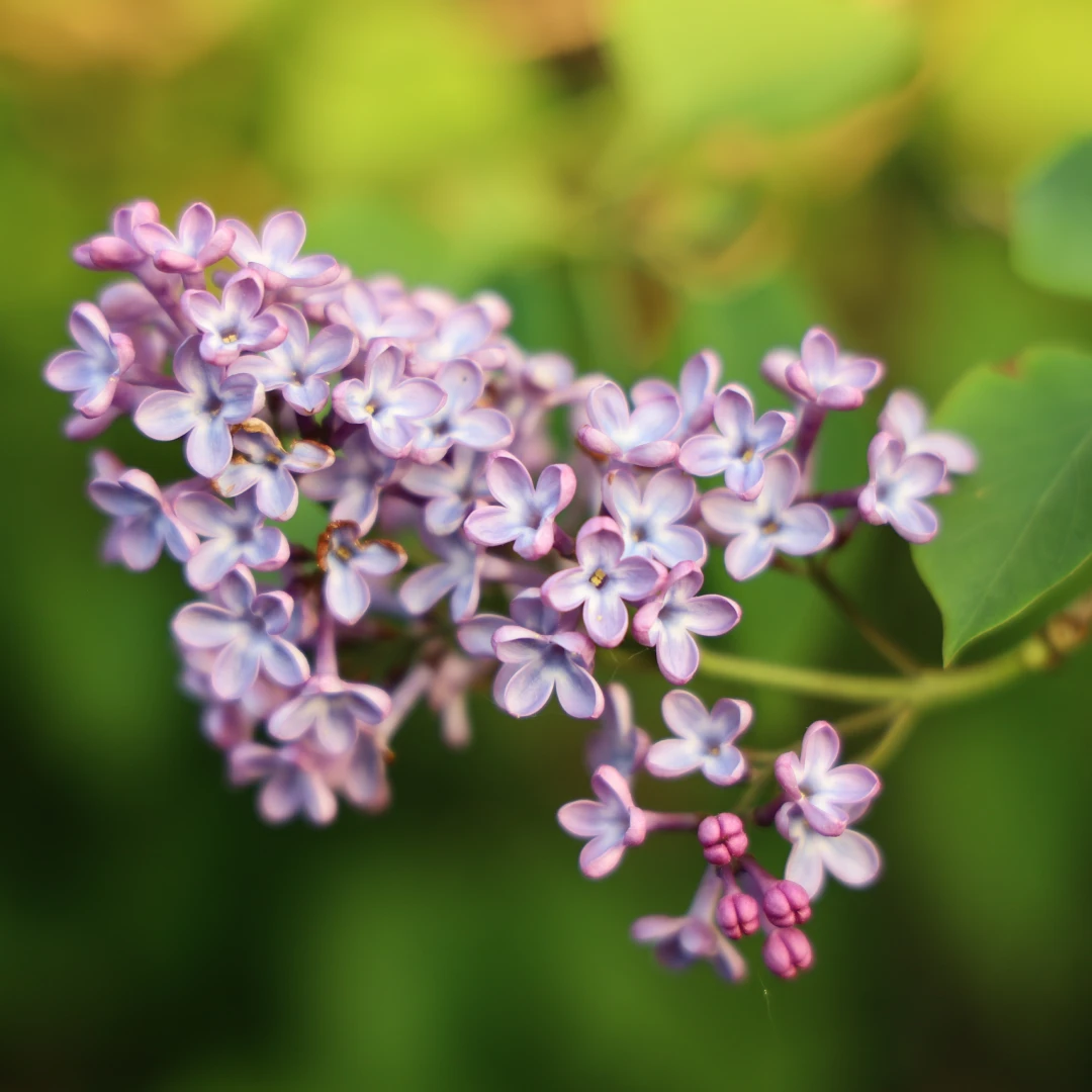 Clary Sage