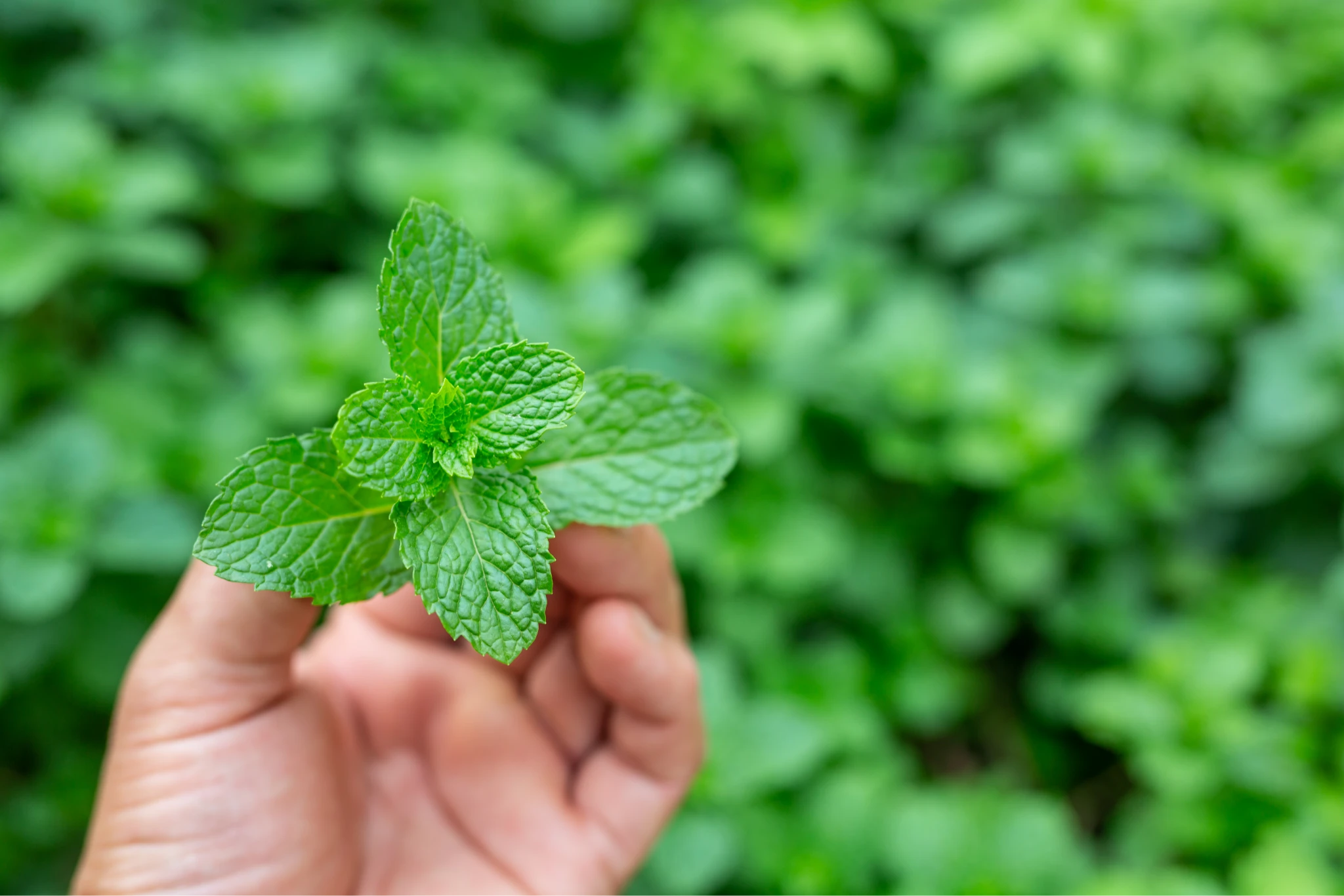 Jarang Diketahui, Berikut Manfaat Daun Mint untuk Wajah