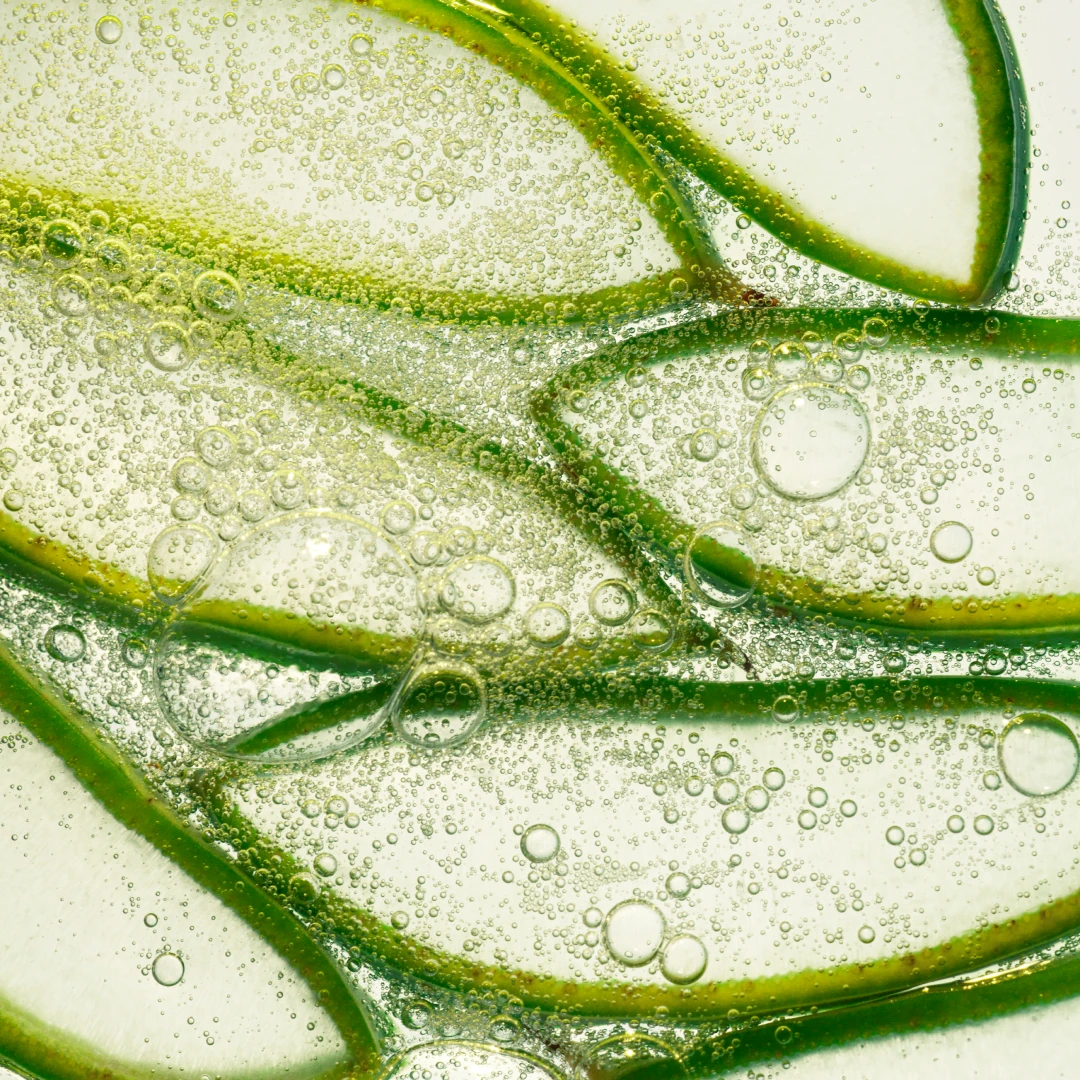 Aloe Vera Extract