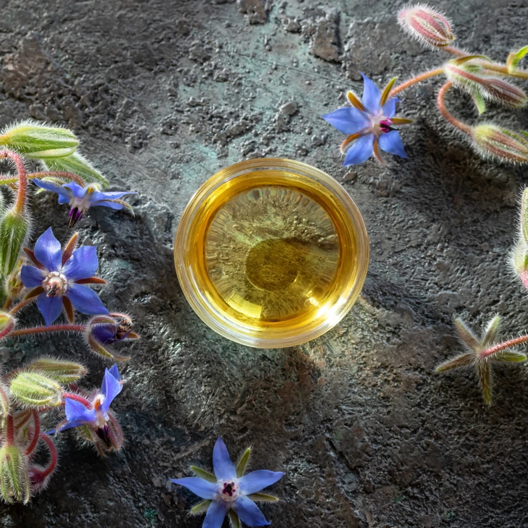 Borago Officinalis Seed Oil