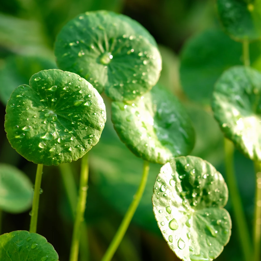 Centella Asiatica