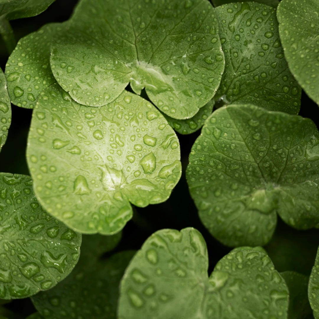 Centella Asiatica