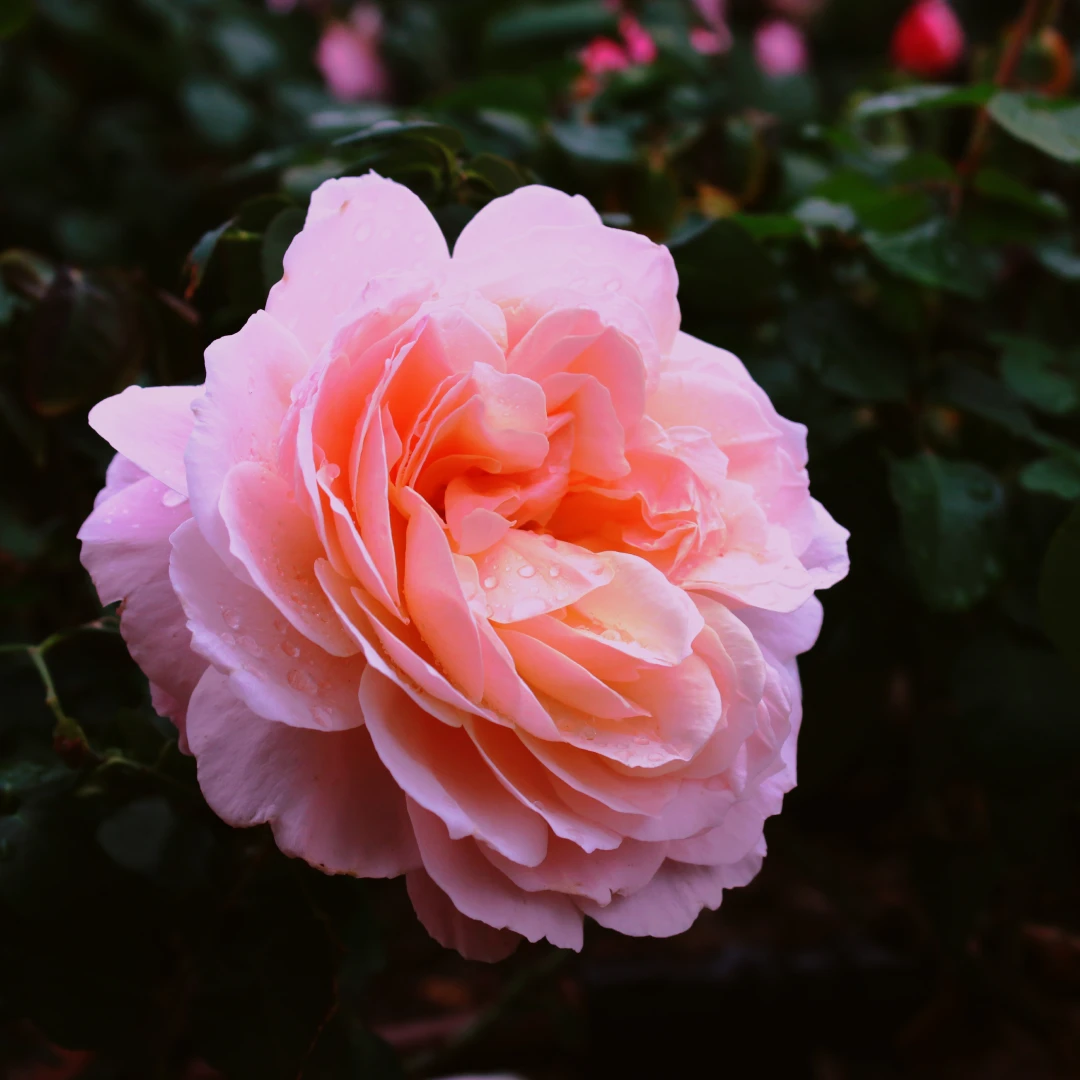 Damask Rose