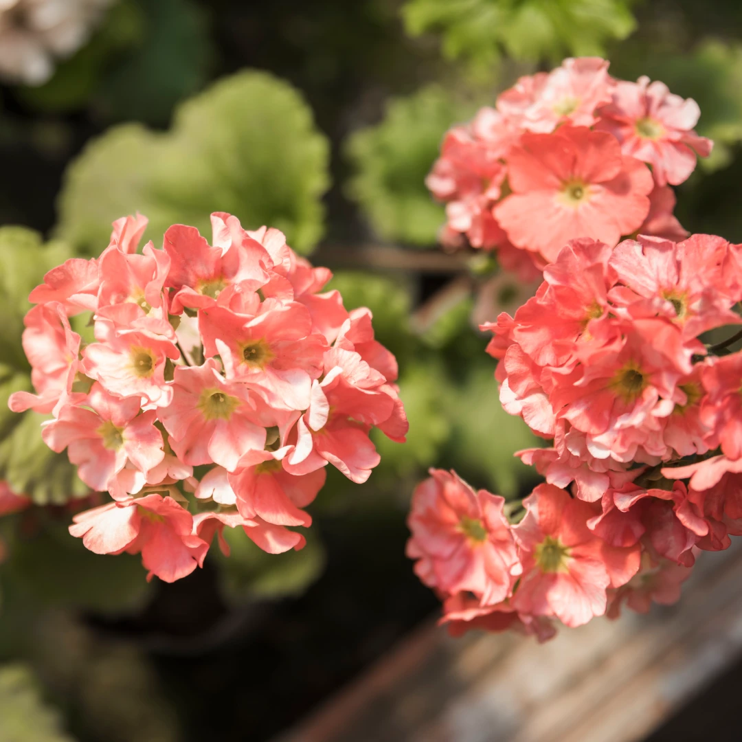 Yunnan's Geranium